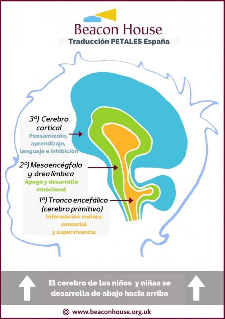 impacto de los traumas emocionales en el desarrollo cerebral
