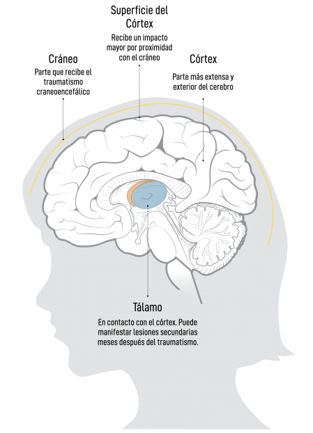 impacto de los traumas en el cerebro consecuencias a largo plazo
