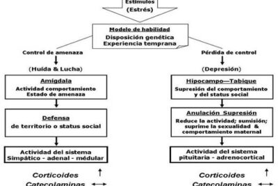 impacto del estres en el sistema endocrino y su salud asociada