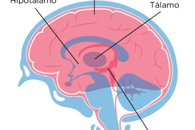 impacto del estres en la memoria y su efecto en el cerebro