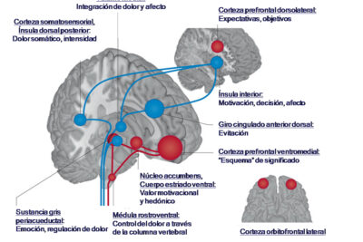 impacto del placebo en la memoria y su influencia cognitiva