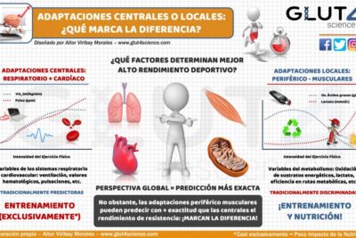 importancia de la adaptacion en el deporte para el rendimiento