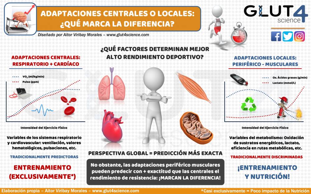importancia de la adaptacion en el deporte para el rendimiento