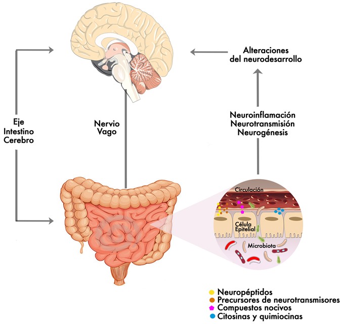 importancia del brain gut axis en neurociencia y salud mental