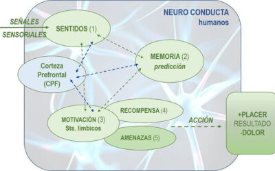 influencia de la memoria colectiva en la conducta