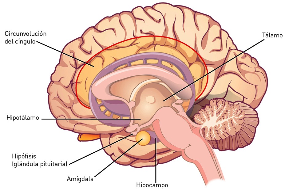 influencia hormonal en el cerebro y su impacto en el comportamiento