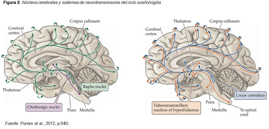 investigaciones sobre el sueno y su conexion con el cerebro