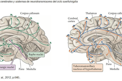 investigaciones sobre el sueno y su conexion con el cerebro
