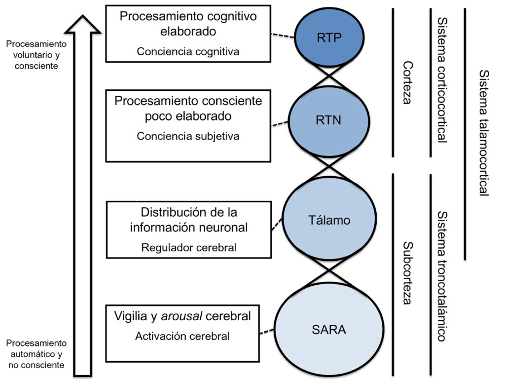 investigaciones sobre la consciencia desde la neurociencia