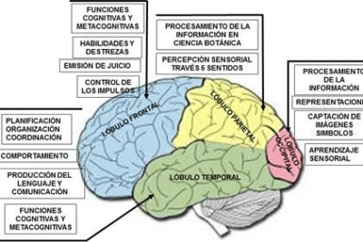 investigando el cerebro desde una perspectiva multidisciplinaria