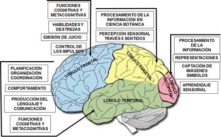 Investigando el cerebro desde una perspectiva multidisciplinaria 1 investigando el cerebro desde una perspectiva multidisciplinaria
