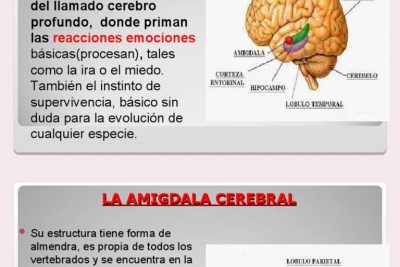 la funcion de la amigdala en decisiones emocionales explicada