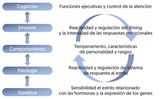 la influencia y su relacion con la autorregulacion