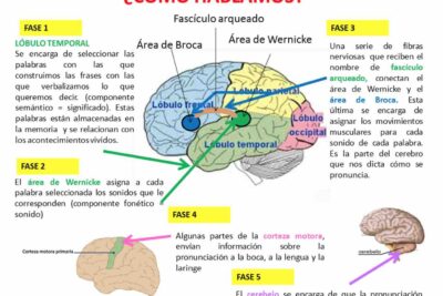 la neurociencia del lenguaje como el cerebro procesa el habla
