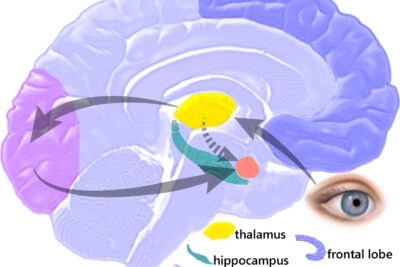 limbic hijacking impacto en la conducta humana explicado