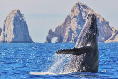 los cabos mexico tour de playa hoteles y ballenas
