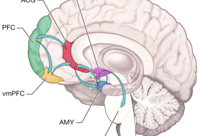 mecanismos cerebrales involucrados en la moralidad humana