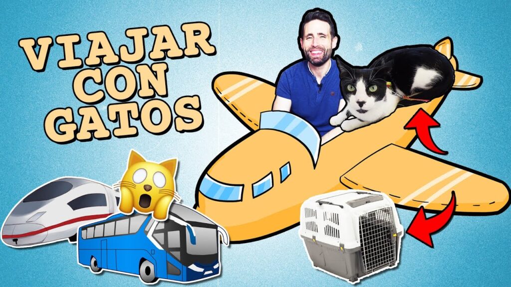 ¡Mi gata viaja conmigo! ➡️ Aventuras felinas y consejos para llevar tu mascota al extranjero 1 mi gata viaja conmigo e29ea1efb88f aventuras felinas y consejos para llevar tu mascota al extranjero