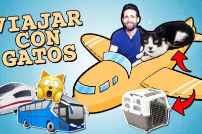 mi gata viaja conmigo e29ea1efb88f aventuras felinas y consejos para llevar tu mascota al extranjero