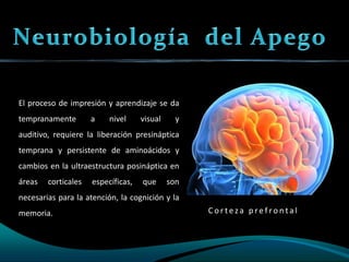 neurobiologia del apego conexiones emocionales y su significado