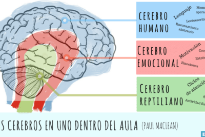 neurociencia del arte comprension y emociones en humanos