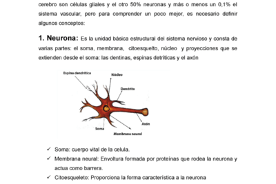 neurociencia y desarrollo humano un analisis esencial