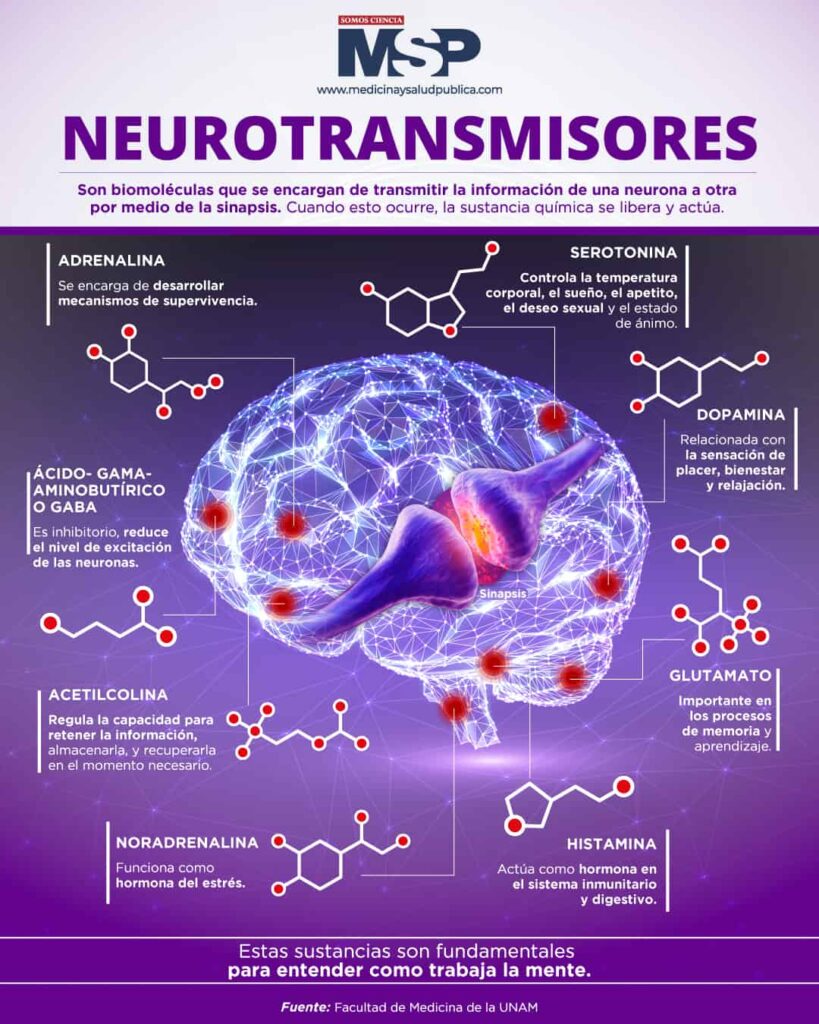neurotransmisores del bienestar claves para una vida saludable