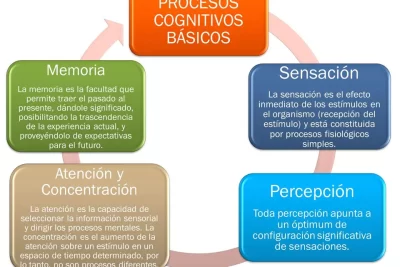 percepcion cognitiva definicion y su importancia en la vida