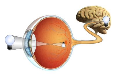 procesamiento visual en el cerebro humano y su importancia