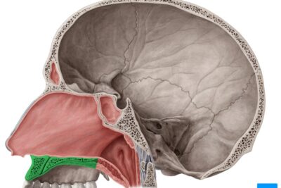 que dicen los estudios sobre el paladar y el cerebro