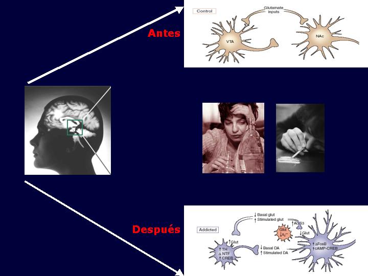 que es el comportamiento adictivo desde la neurociencia