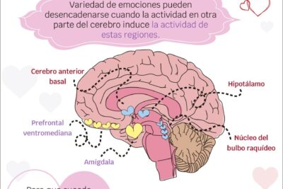 que investigaciones hay sobre el amor y el cerebro