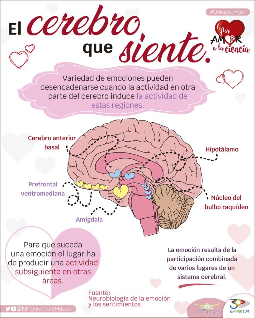 que investigaciones hay sobre el amor y el cerebro