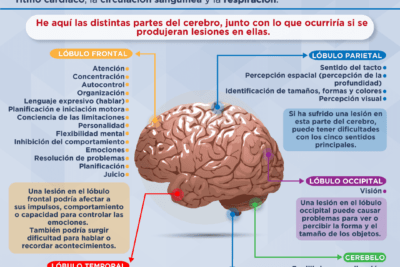 que investigaciones se realizan sobre el dano cerebral