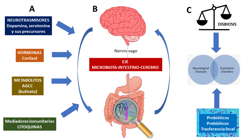 que relacion hay entre el microbioma y la salud cerebral