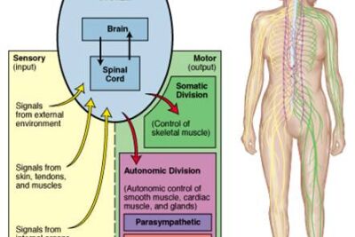 que rol juega el sistema nervioso en el comportamiento