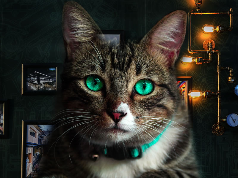 que rol juegan los animales en la inspiracion creativa