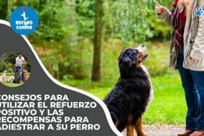 refuerzo en animales lecciones para los humanos