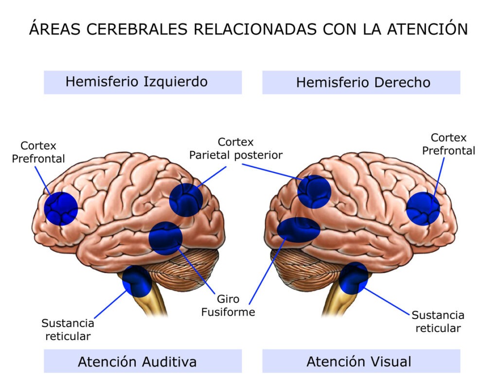 relacion entre atencion y funcionamiento cerebral un analisis