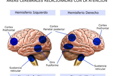relacion entre atencion y funcionamiento cerebral un analisis