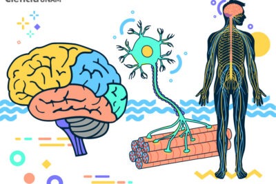 relacion entre castigo y neuroplasticidad en el aprendizaje