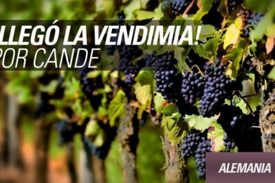 trabajar en la vendimia alemana guia completa para el empleo