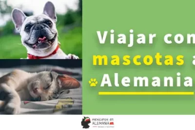 viajar con tu mascota a alemania guia completa