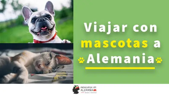 viajar con tu mascota a alemania guia completa