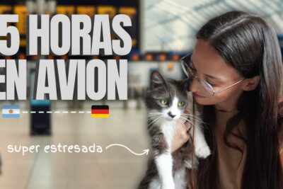 viaje con tu gatito a alemania guia completa desde argentina con air europa