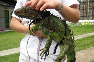 a que edad debes comenzar a ejercitar a tu reptil