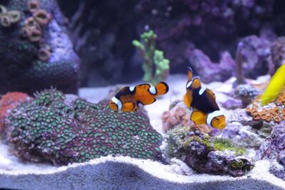 accesorios esenciales para un acuario de arrecife saludable