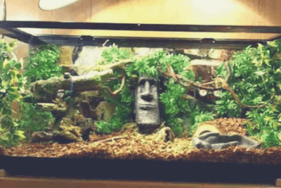 accesorios indispensables para el habitat de una serpiente