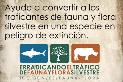 acciones a seguir ante sospechas de comercio ilegal de animales exoticos
