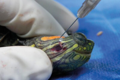 acciones a tomar si tu reptil tiene un absceso guia practica